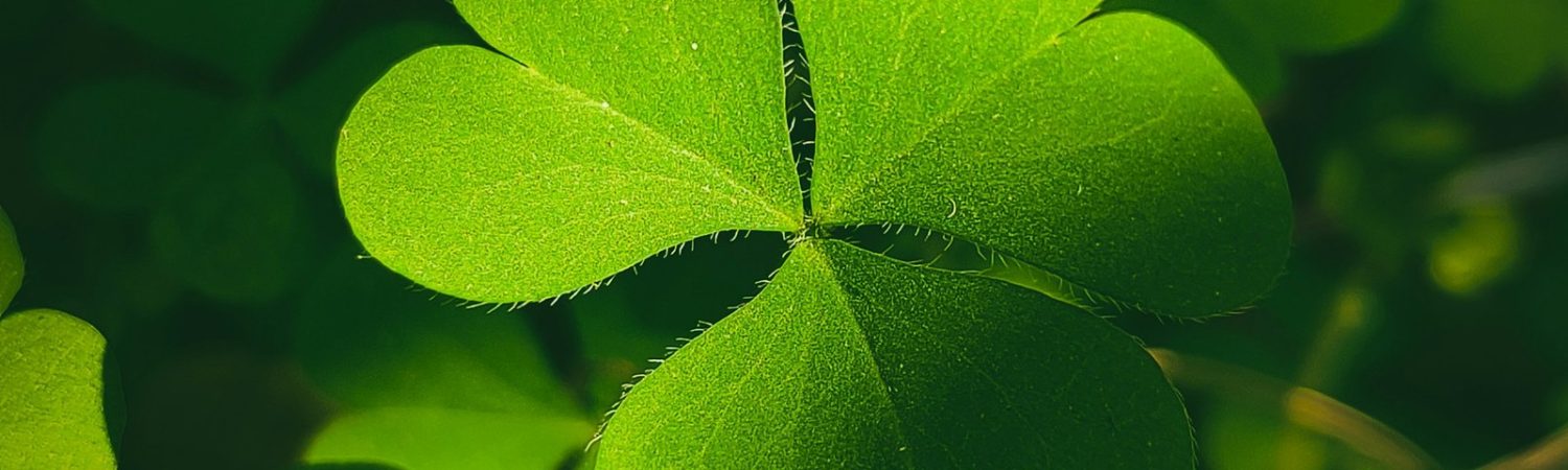 A four-leaf clover lit by sunlight